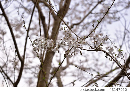 盛開霧社櫻在台灣觀霧雪霸國家公園 48147930
