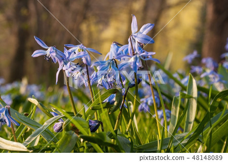 Blue Siberian squill flowers blooming in spring 48148089