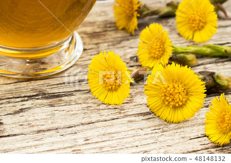Fresh coltsfoot (Tussilago farfara) flowers Fresh coltsfoot (Tussilago farfara) flowers 48148132