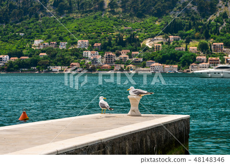 Pair of seagull Pair of seagull 48148346