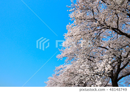 Aii Yoshino Aozora 48148749