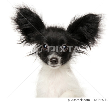 Close-up of Papillon Continental Toy Spaniel puppy Close-up of Papillon Continental Toy Spaniel puppy 48149219