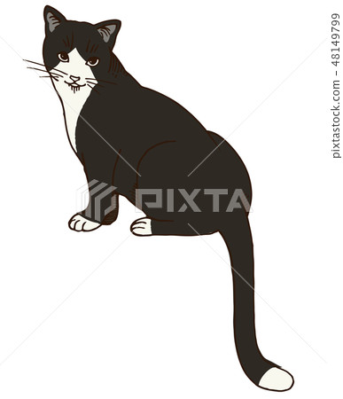 Cat's illustration (black & white) Cat's illustration (black & white) 48149799
