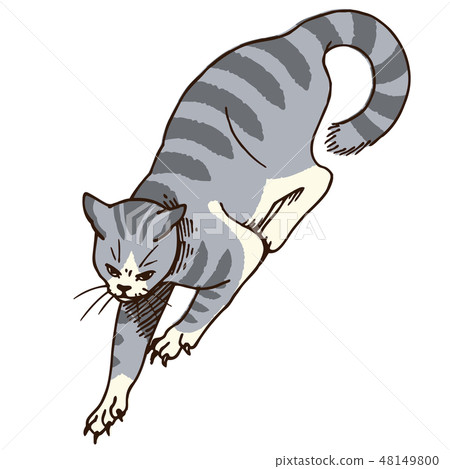 Cat's illustration (mackerel) Cat's illustration (mackerel) 48149800