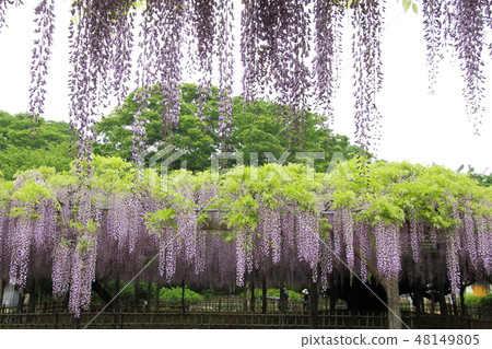 玉城神社的大江 玉城神社的大江 48149805