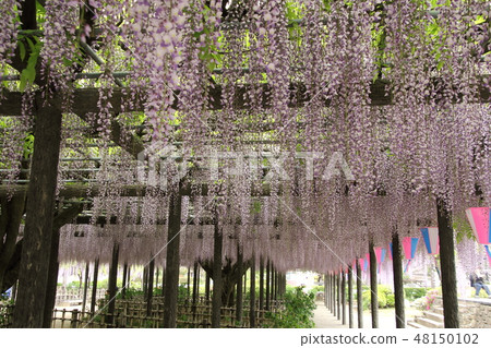Ooto of Tamaki Shrine 48150102
