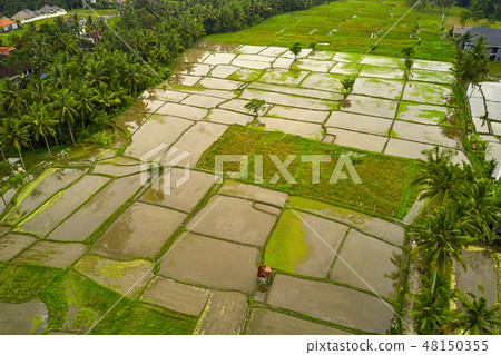 Tropical landscape of wet rice fields in Ubud on Bali 48150355