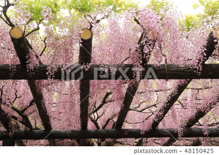 玉城神社的大江 48150425