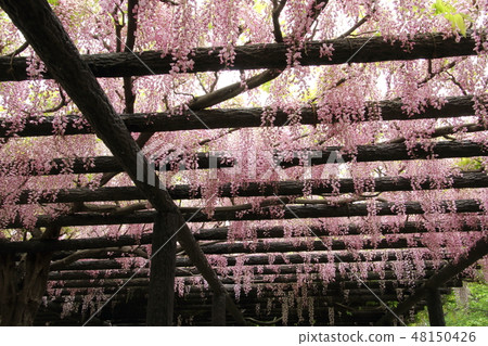 玉城神社的大江 玉城神社的大江 48150426