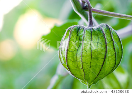 Cape Gooseberry on the tree in organic farms. 48150688