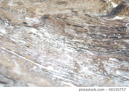 Driftwood and white sand Driftwood and white sand 48150757