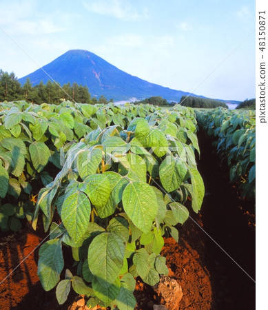 拍攝Yotei和大豆領域的早晨風景在Kyogoku-cho,北海道在春天 拍攝Yotei和大豆領域的早晨風景在Kyogoku-cho,北海道在春天 48150871