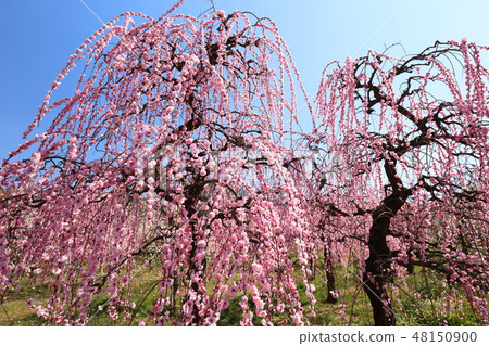 Dangling plum 48150900