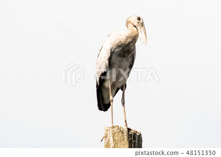 Asian openbill, Anastomus oscitans Asian openbill, Anastomus oscitans 48151350
