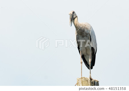 Asian openbill, Anastomus oscitans Asian openbill, Anastomus oscitans 48151358