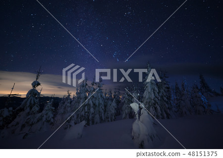 Snowy forest and stars in sky 48151375