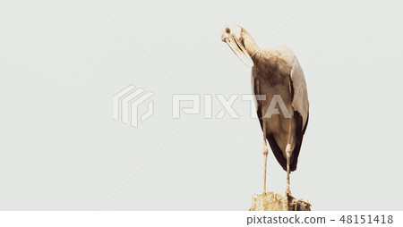 Asian openbill, Anastomus oscitans 48151418