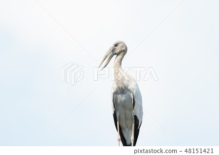 Asian openbill, Anastomus oscitans 48151421