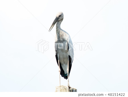 Asian openbill, Anastomus oscitans 48151422