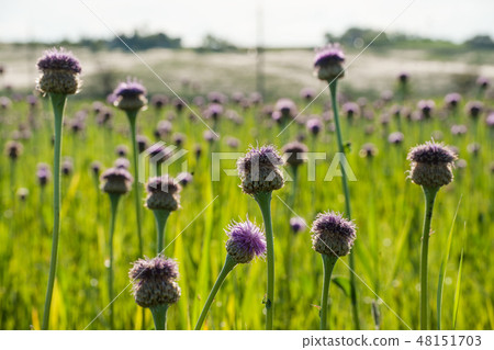 Summer flowers on meadow 48151703