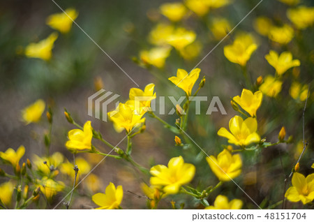 Soft background with yellow flax 48151704