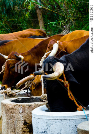closeup of a large head of an ox tied a rope closeup of a large head of an ox tied a rope 48152363