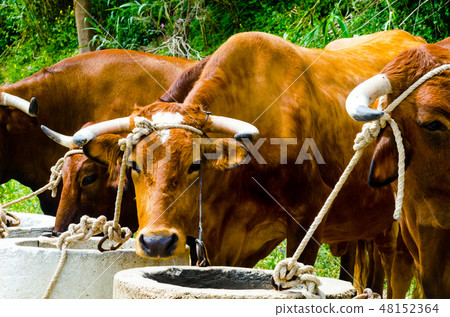 closeup of a big oxen tied with a rope to a trough 48152364