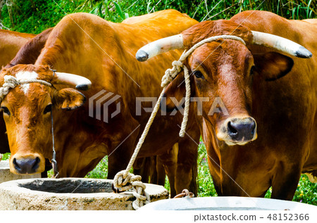 closeup of a big oxen tied with a rope to a trough closeup of a big oxen tied with a rope to a trough 48152366