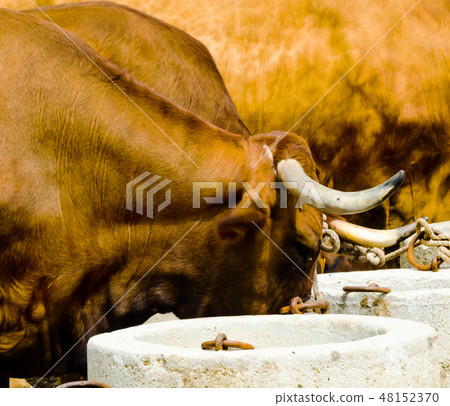 closeup of a big oxen tied with a rope to a trough closeup of a big oxen tied with a rope to a trough 48152370