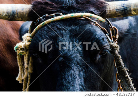 closeup of a large head of an ox tied a rope  48152737