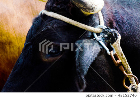closeup of a large head of an ox tied a rope closeup of a large head of an ox tied a rope 48152740