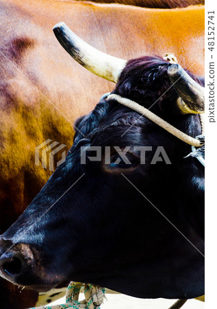 closeup of a large head of an ox tied a rope closeup of a large head of an ox tied a rope 48152741