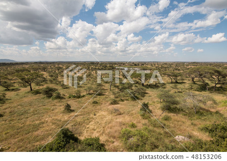坦桑尼亞塞倫蓋蒂國家公園 48153206