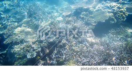 海星 珊瑚礁 海洋 浮潛 水下攝影 水中撮影 underwater coral starfish 48153937