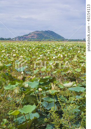 Cambodia Siem Reap Province Phnom Chrome Mountain and Lotus Flower Field 48154113