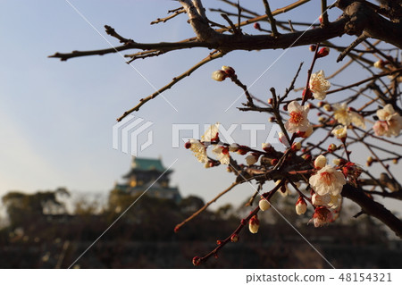 Osaka Castle plum forest Osaka Castle plum forest 48154321