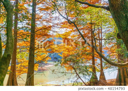 Autumn's Kyushu no Mori 48154793