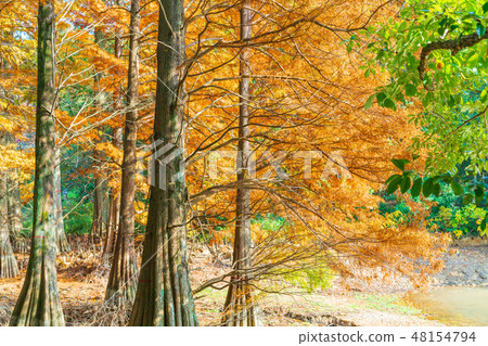 Autumn's Kyushu no Mori Autumn's Kyushu no Mori 48154794