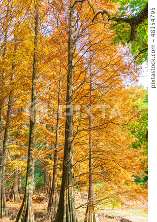 Autumn's Kyushu no Mori 48154795