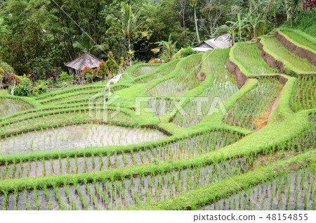 Jatiluwih rice terrace in Ubud, Bali Jatiluwih rice terrace in Ubud, Bali 48154855