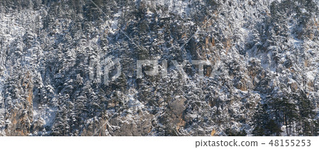 background from a vertical rock with a coniferous forest growing on it background from a vertical rock with a coniferous forest growing on it 48155253