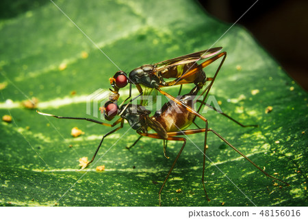 Couple Stilt Legged Flies mating on leaf 48156016