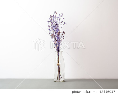 Bouquet of dried Gypsophila flowers for decoration Bouquet of dried Gypsophila flowers for decoration 48156037