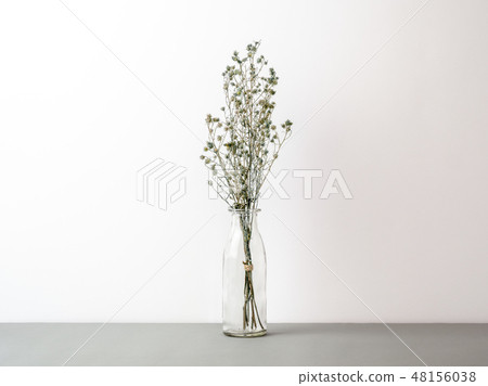 Bouquet of dried Gypsophila flowers for decoration Bouquet of dried Gypsophila flowers for decoration 48156038