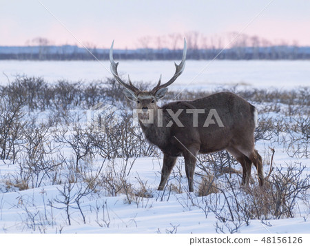 Otoda who stands facing here Otoda who stands facing here 48156126