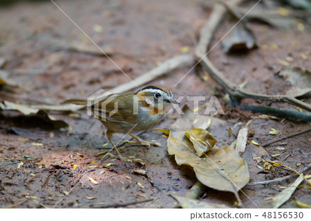 Rufous-throated fulvetta (Alcippe rufogularis) Rufous-throated fulvetta (Alcippe rufogularis) 48156530