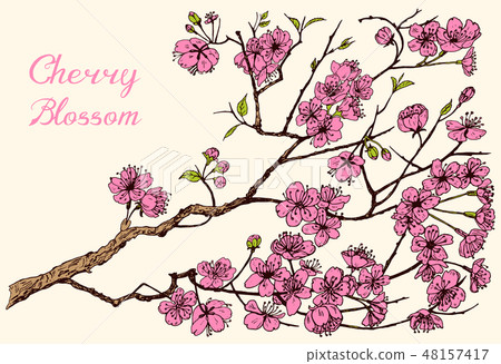 Japanese Sakura, Blooming cherry, magnolia or almond. Wild Flowers with leaves. Wedding plant with 48157417