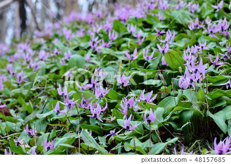 Spring Fairy 48157685