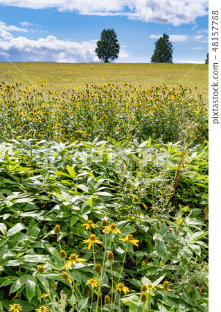 Biei hill landscape / Hokkaido sightseeing image 48157788