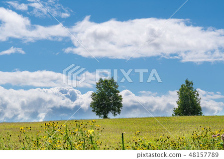 Biei hill landscape / Hokkaido sightseeing image 48157789